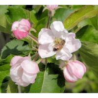 3100_4220015 Biene in der Apfelblüte - Frühling im Alten Land. | 